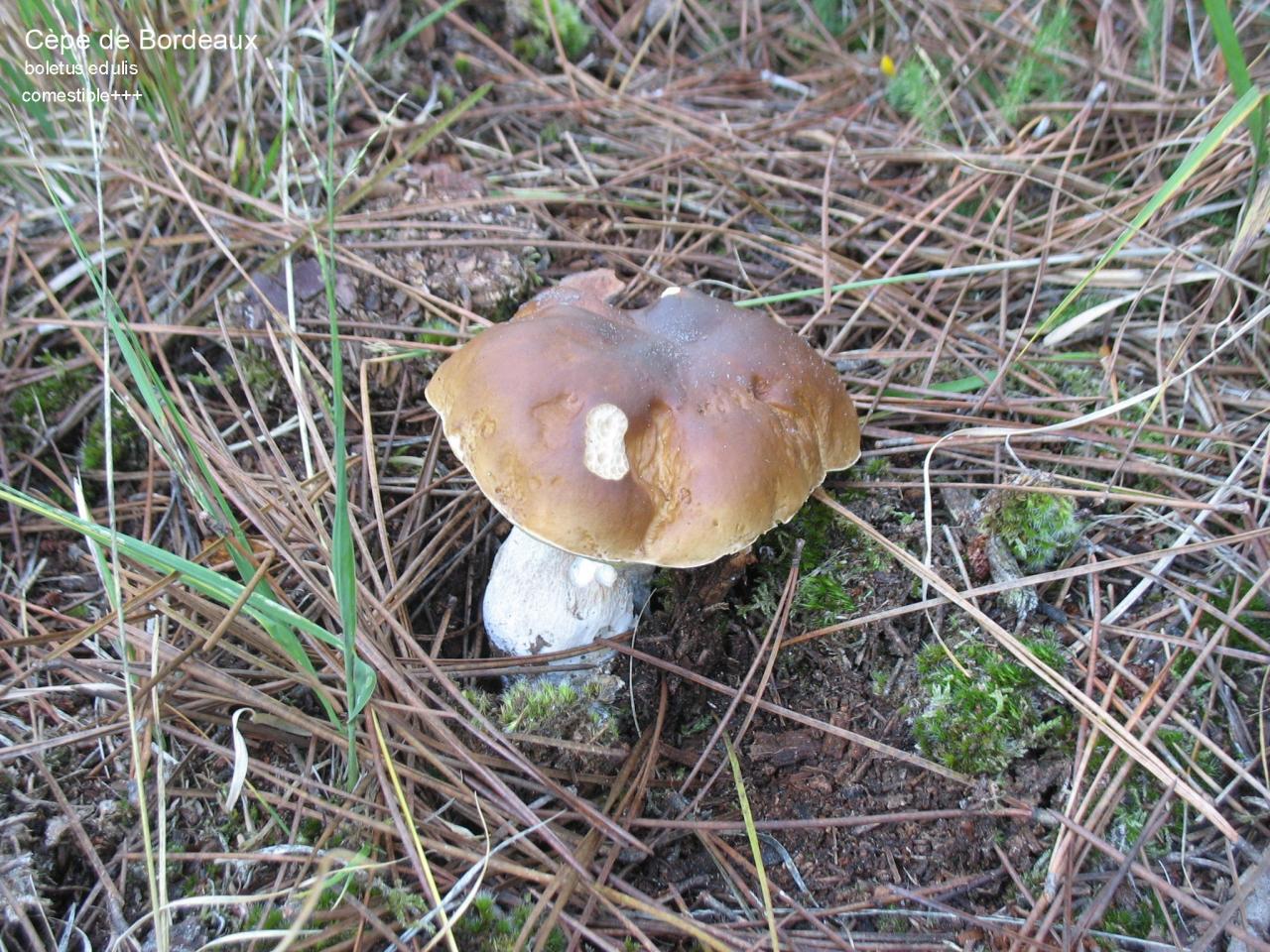 Champignons (1)