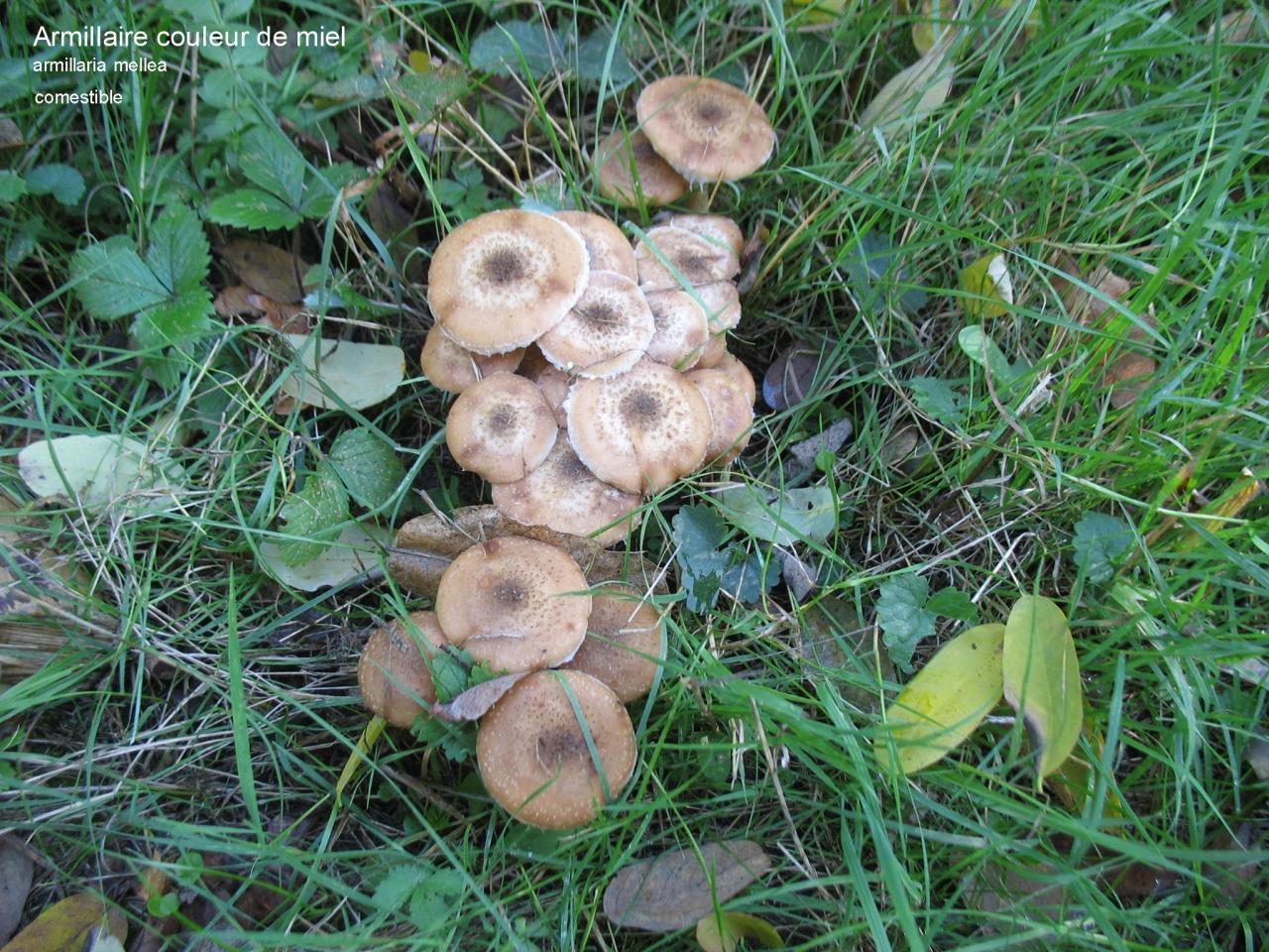 Champignons (4)