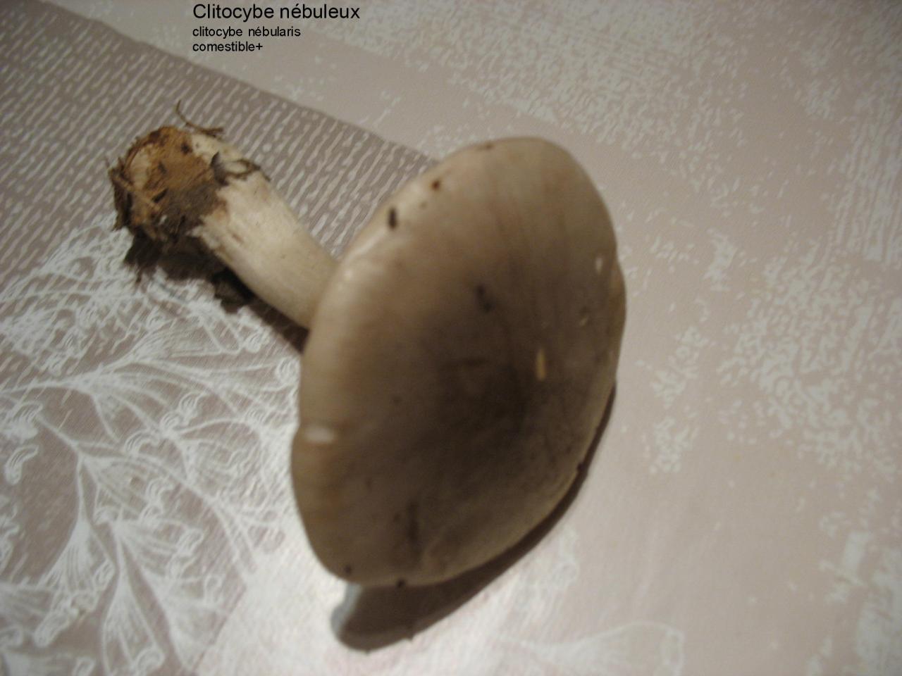 Champignons (7)