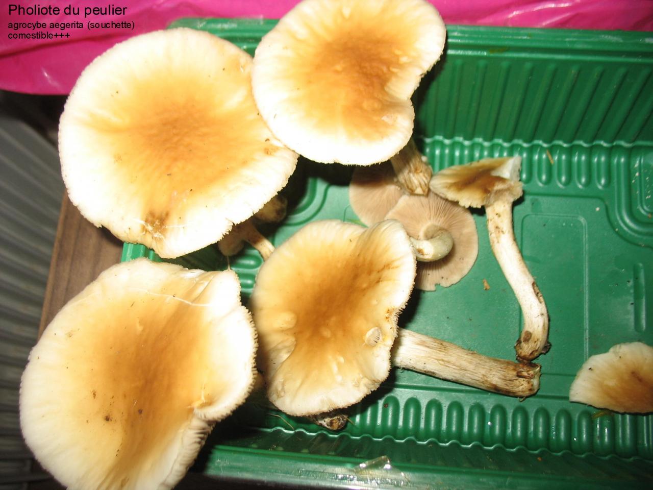 Champignons