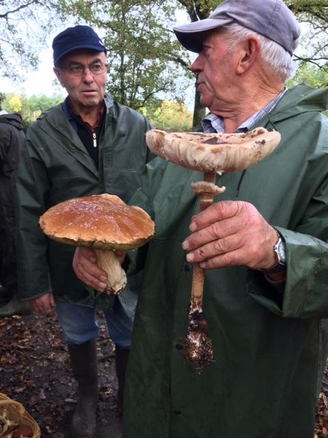 2 beaux spécimens (les champignons)